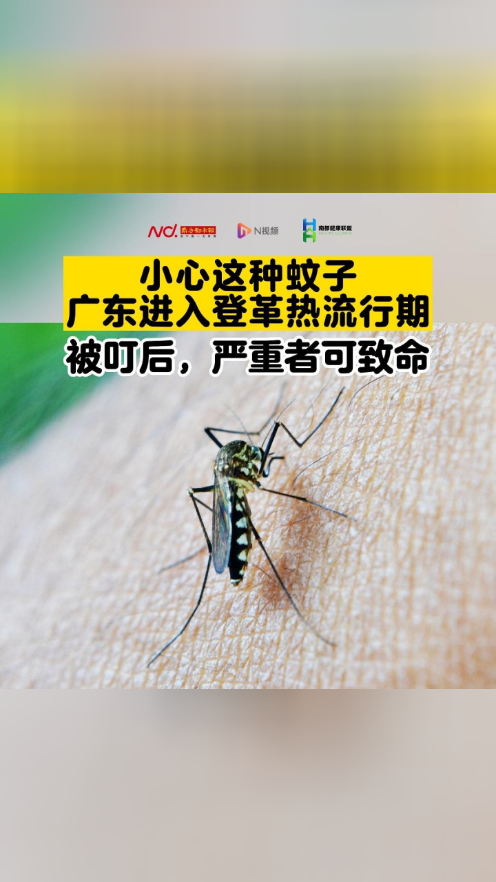 广东进入登革热流行期,小心这种蚊子!被叮后严重者可致命