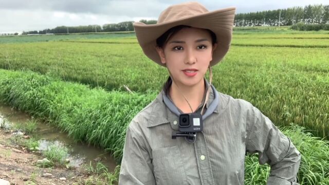 网传兴凯湖水绿了跟菠菜汁一样,是不是造谣?一起去看看