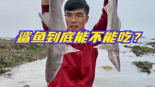 退潮时海浪里惊现两条大鱼！表弟踏着浪去抓鱼！结果令人很失望！_高清1080P在线观看平台_腾讯视频