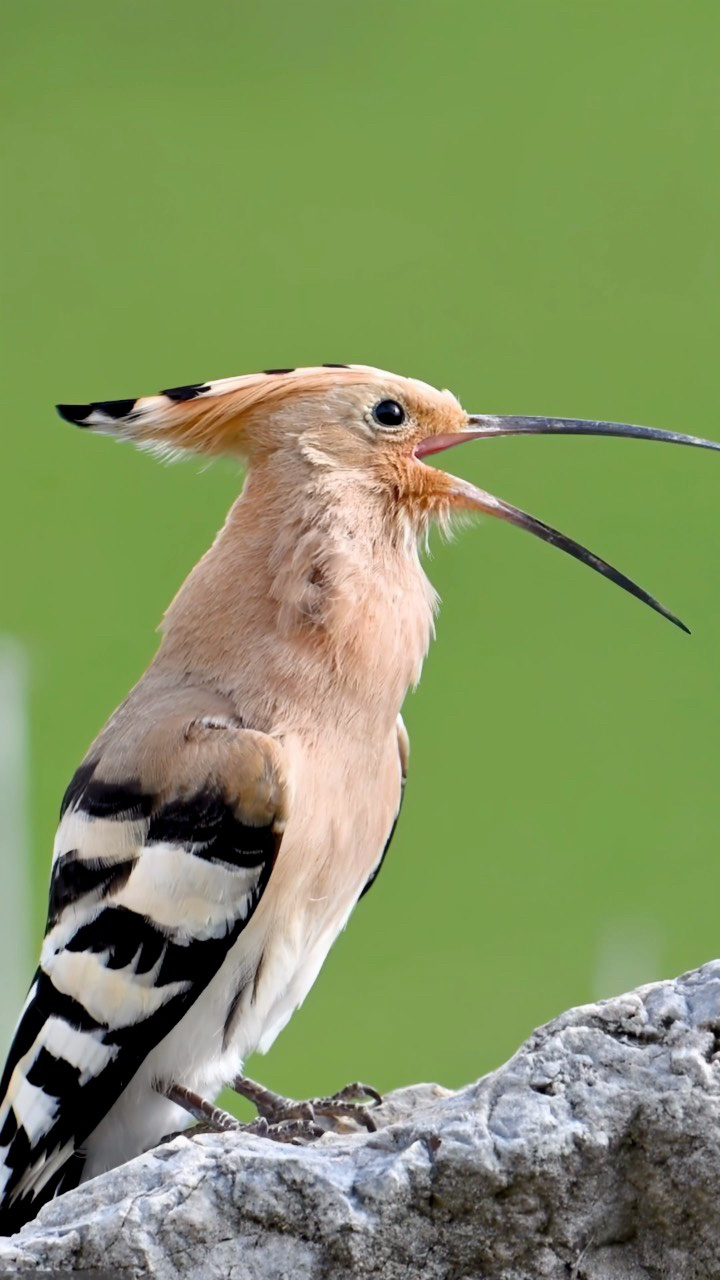 戴胜鸟有趣多变的叫声