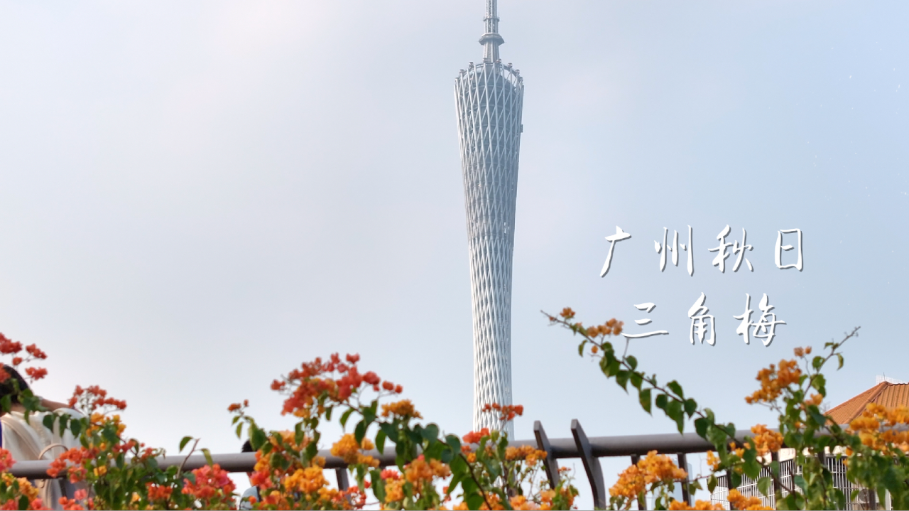 广州三角梅批发零售基地地址