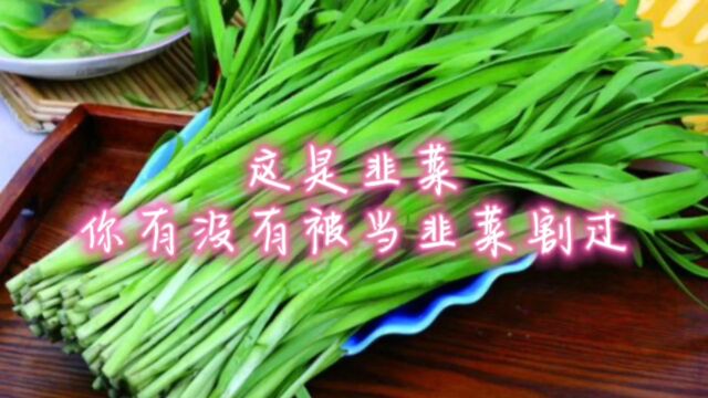 这是韭菜 你有没有被当韭菜割过的经历