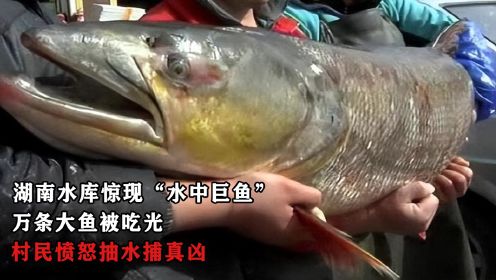湖南水库惊现“水中巨鱼”，万条大鱼被吃光，村民愤怒抽水捕真凶