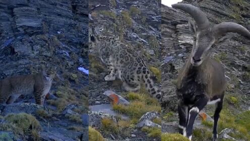 罕见！1台相机记录下悬崖峭壁一整条生态链，多种野生动物萌怼镜头