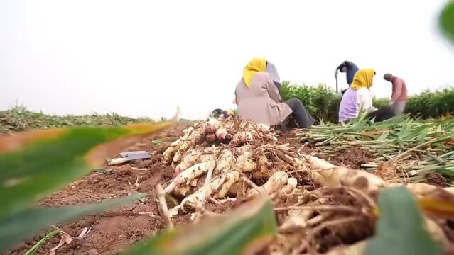 济南市章丘区垛庄村:拓宽致富渠道 生姜喜获丰收