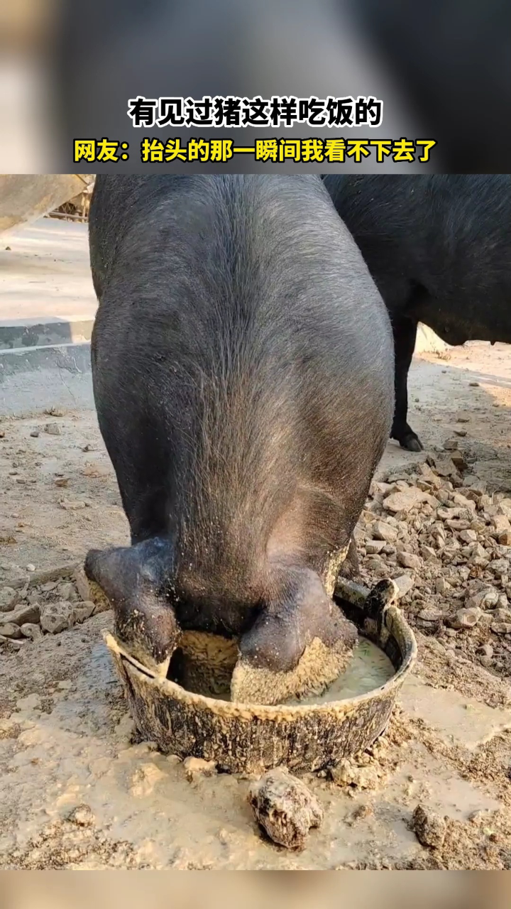 有见过猪这样吃饭的,网友:抬头的那一瞬间我看不下去了