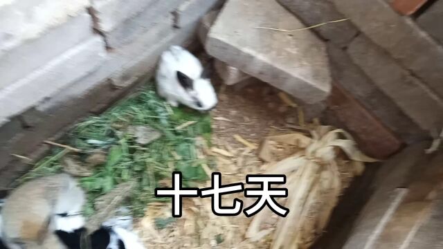 你一定没听过兔子的叫声!