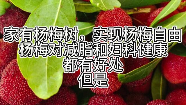 家有杨梅树,实现杨梅自由杨梅对减脂和妇科健康都有好处但是