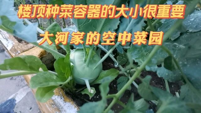 楼顶种菜容器的大小和放置高度,对蔬菜产量影响很大,你发现了没