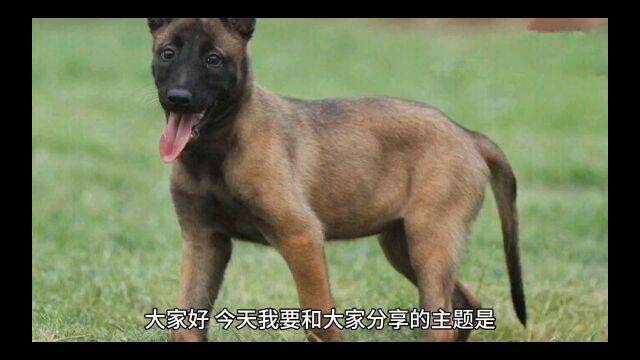 马犬的性格