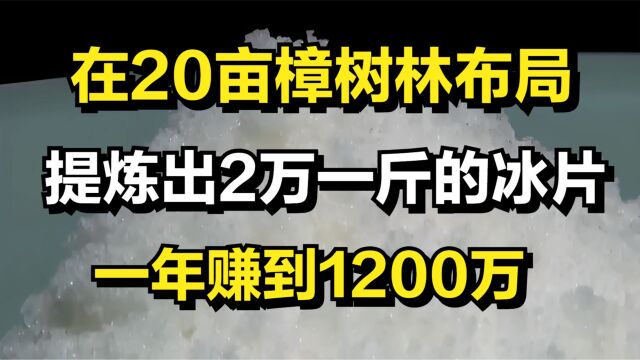 男子种植20亩樟树,只为提炼2万一斤的天然冰片,一年赚到1200万