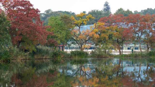 【4K】紫金山的秋日清晨