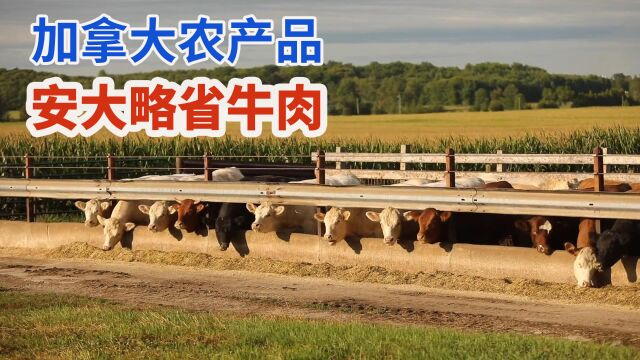 加拿大安大略省高福利养牛牧场,肉牛伙食丰富生长惬意出肉率高