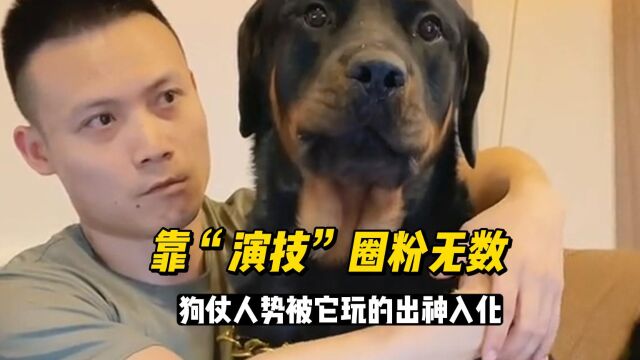 戏精罗威纳一坨,靠“演技”圈粉百万,狗仗人势被它玩的出神入化