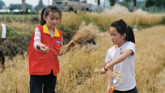 高级班实践活动 麦田的礼物——小小麦农收割记