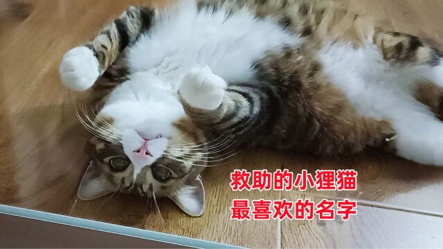 被救助的狸花猫随意取了两个名字,今天才发现它只接受这样叫它