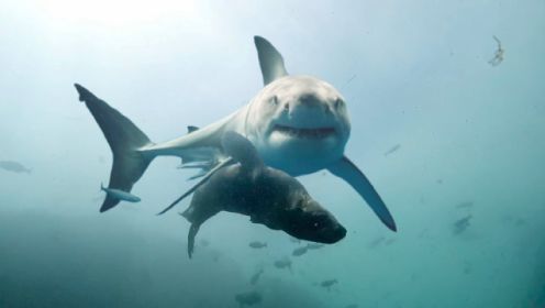 《地球脉动3》海狗反攻大白鲨引热议，实地拍摄捕猎场景，太震撼