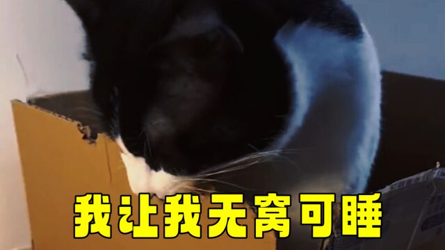 猫:我把我的窝毁了,让自己无窝可睡