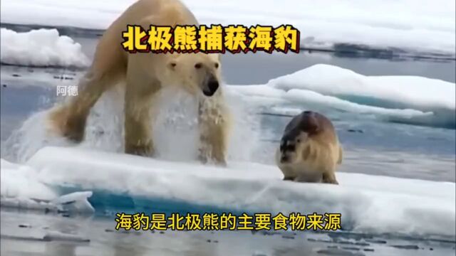 北极熊捕猎海豹野生动物