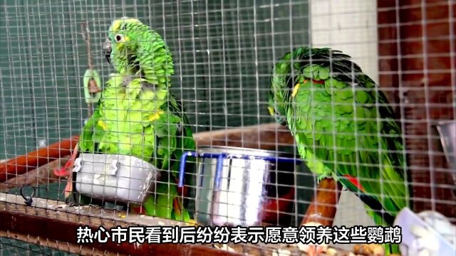 成都龙泉驿区大量鹦鹉被放生引发关注