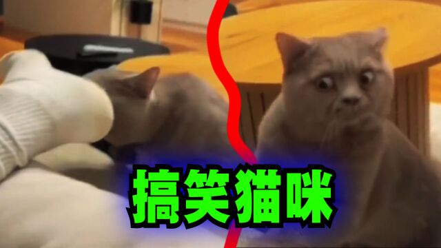 爆笑解说:猫咪闻了一下主人的脚后,表情变了!