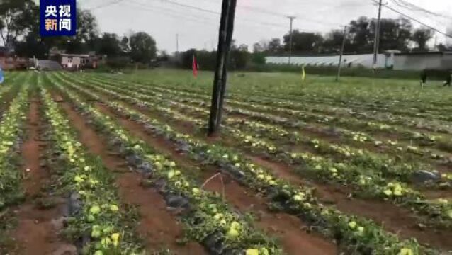 辽宁大连瓦房店市多地遭遇冰雹天气 受灾面积104300多亩