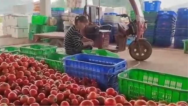 重庆铜梁新鲜蔬菜大量上市,20万亩蔬菜供应城区