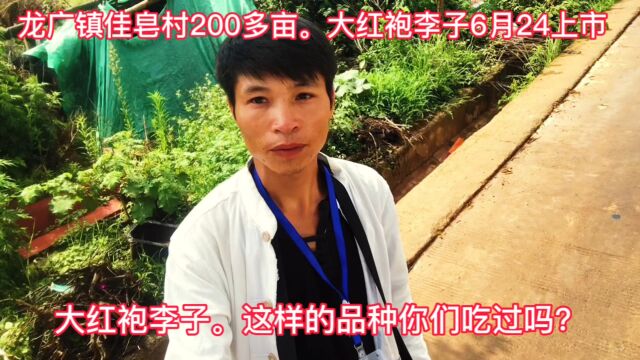 龙广镇佳皂村二百多亩.大红袍李子6月24上市,这品种你吃过吗