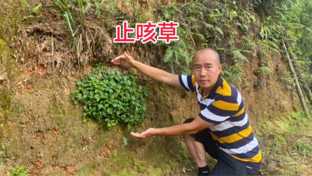 农村不起眼的“止咳草”,很多人都还不认识,快来认识并了解一下