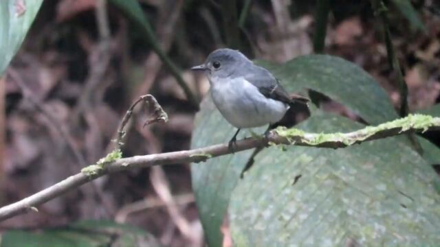 奇妙的鸟:小斑姬鹟Little Pied Flycatcher