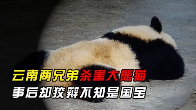 云南两兄弟杀害大熊猫,只因家羊被其咬死,事后却狡辩不知是国宝