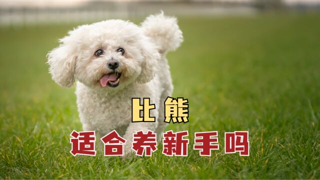 新手如果想养狗,第一个推荐你养比熊犬!