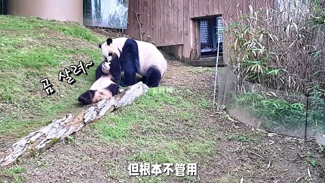 爱宝下班收熊回家