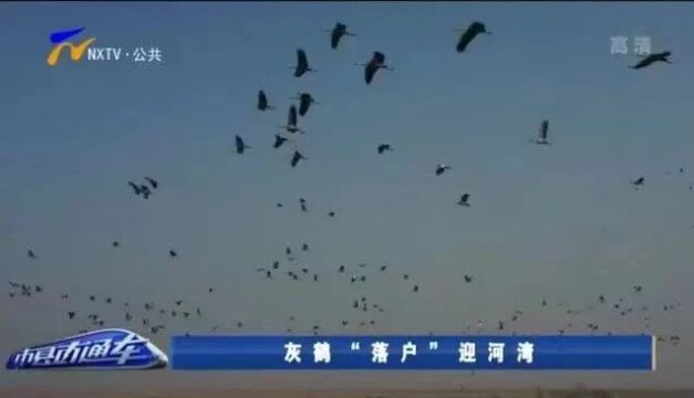 宁夏广播电视台电视消息《灰鹤“落户”迎河湾》荣获“中国广播电视大奖2021—2022年度广播电视节目奖”