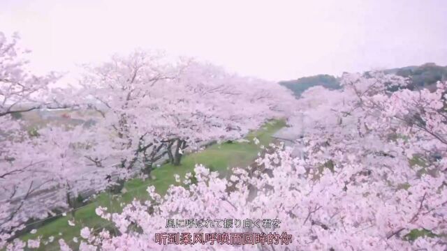 桜らららら  中岛 みゆき