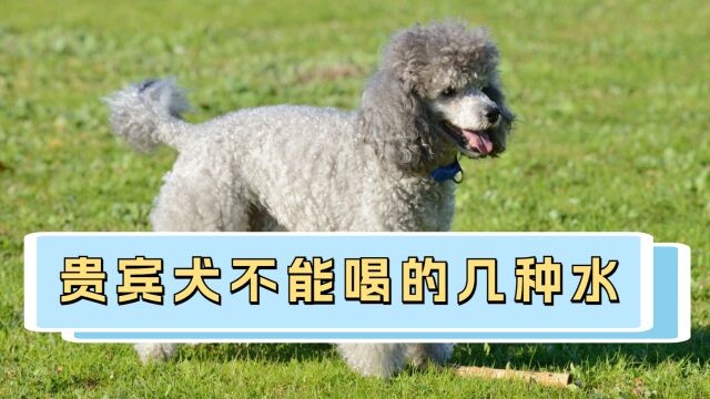 贵宾犬不能喝的几种水,不要给狗狗喝了