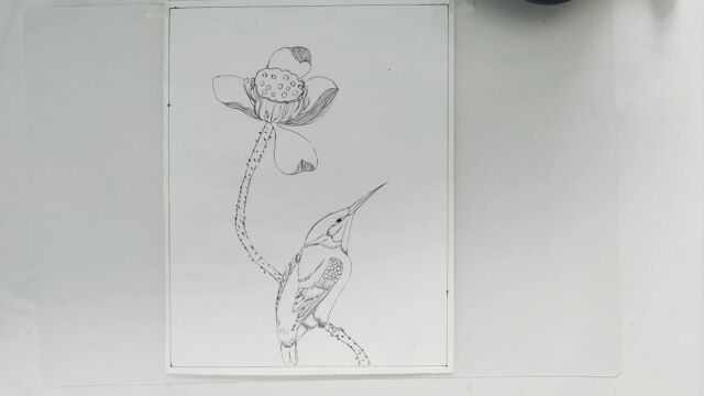 花鸟白描勾线,翠鸟恋荷图