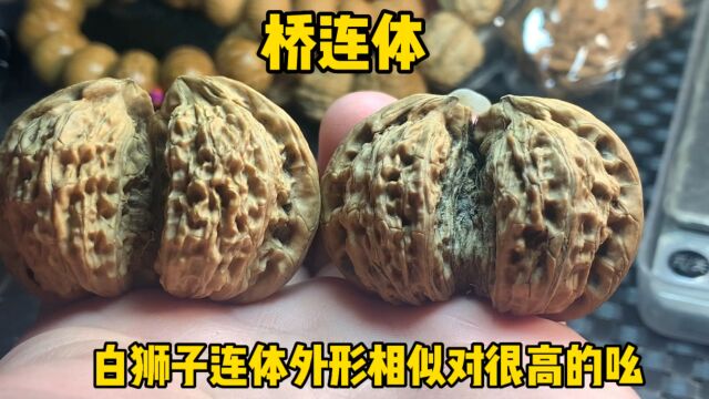 白狮子异形核桃,外形相似度很高的一对,也叫桥连体