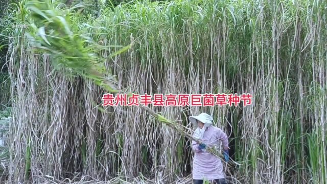 贵州贞丰县高原巨菌草种节种植,优质牧草种芽,这个季节安排种了#巨菌草 #牧草 #牧草种子