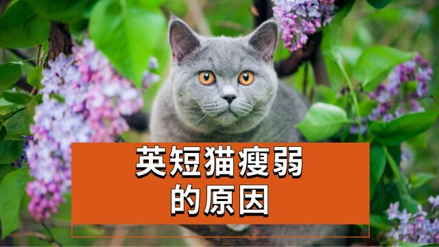 英短猫瘦弱的原因,你真的清楚吗!?