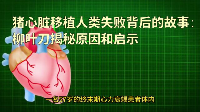 猪心脏移植人类失败背后的故事:柳叶刀揭秘原因和启示