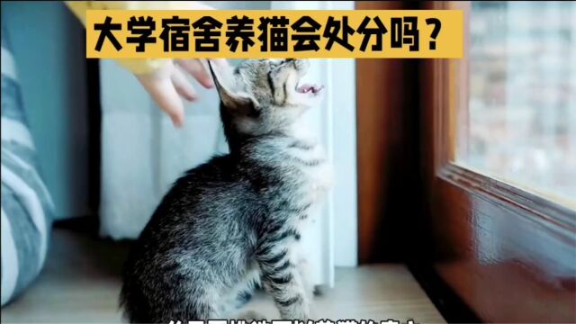 大学宿舍养猫会处分吗?答案出人意料