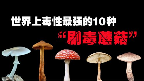 世界上最毒的10大“剧毒蘑菇”，一口就能让我们丧命的致命毒物！