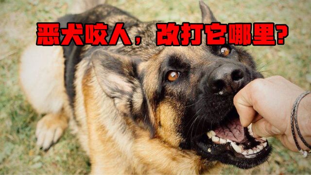 恶犬伤人事件频频发生,狗哪里最脆弱,遇到恶犬扑来,应该打哪里