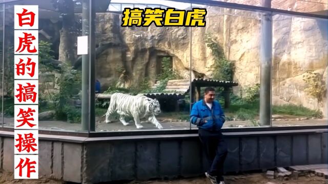 白虎的搞笑操作