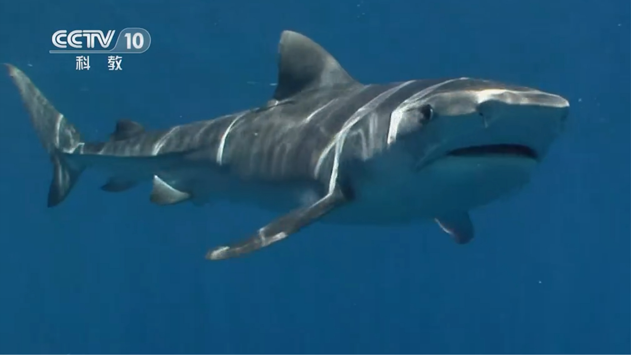鼬鲨俗称虎鲨,是长着利齿的海洋大胃王,狩猎干净利落