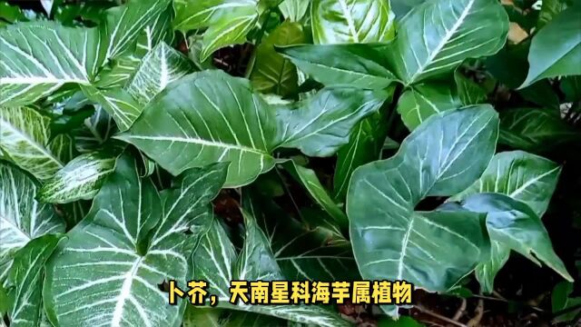 卜芥:味微苦,大寒,具有清热解毒、散结止痛的功效,卜芥全株有毒,中毒症状和解救方法与野芋头同