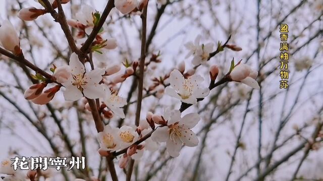 花开宁州,一起来看桃花吧!#桃花 #春天 #春天的故事