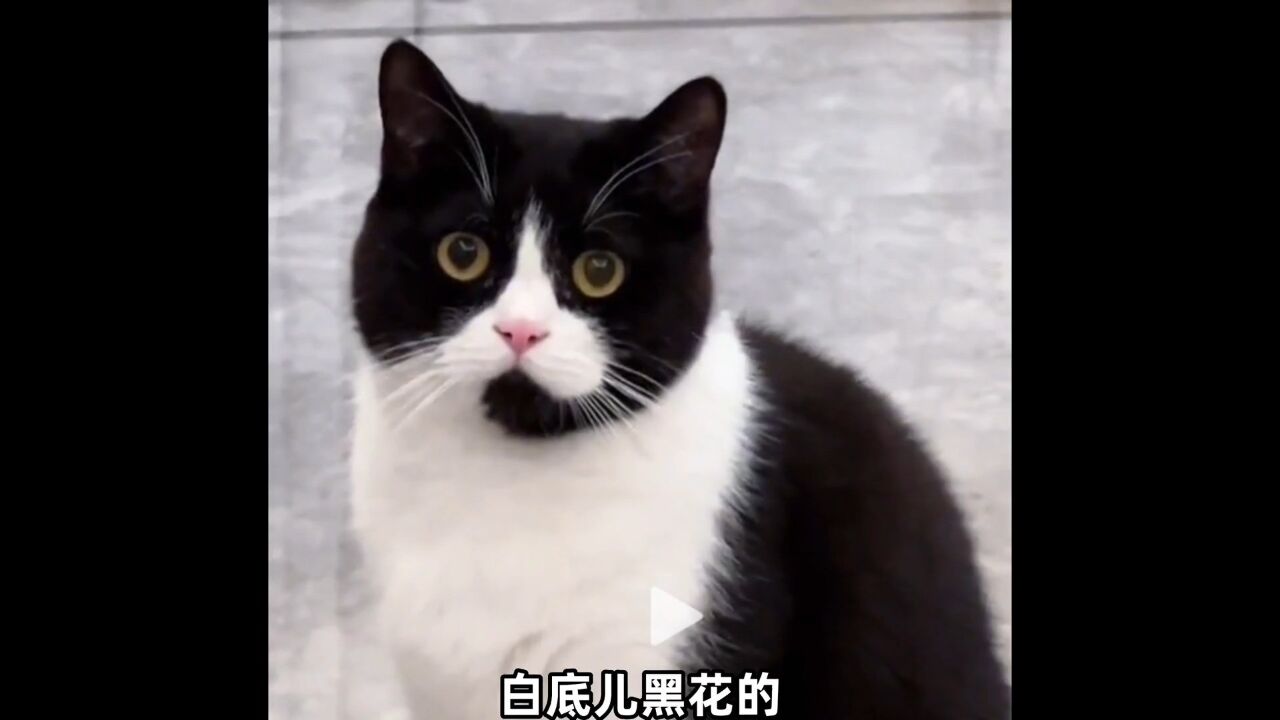 客服猫,可颂猫,苹果猫,香蕉猫,happy猫都出自哪里?猫咪万恶之源_高清1080P在线观看平台_腾讯视频