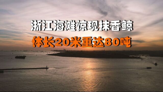 浙江海滩惊现抹香鲸,体长20米重达80吨,专家决定打点滴救其性命